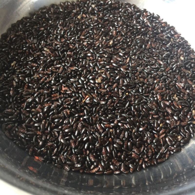 九龙虫活体成虫药用长寿虫洋虫正宗精选量大从优