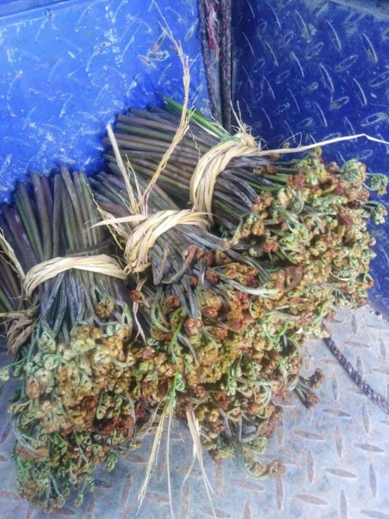 第一波龙爪菜也蕨菜鲜嫩龙爪菜甜蕨应季蔬菜野菜