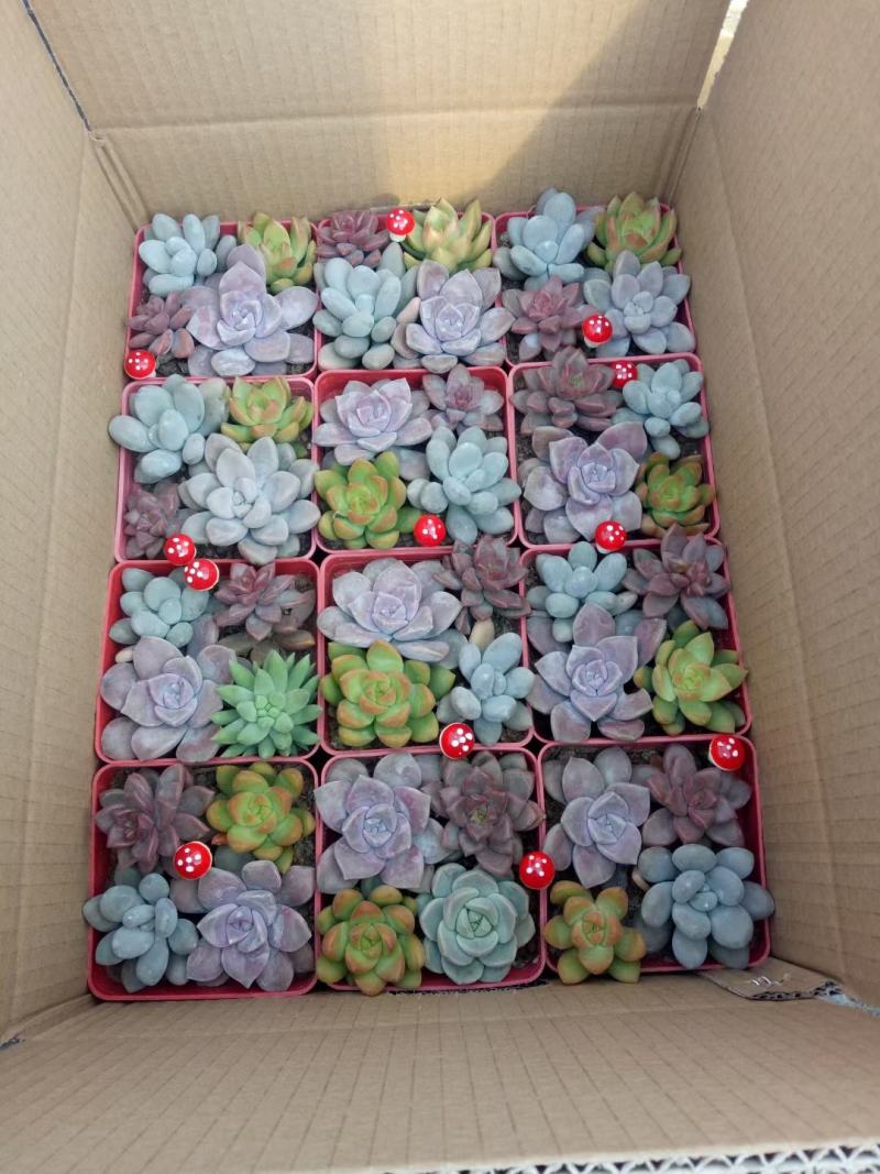 组合两盆四颗种的带蘑菇
