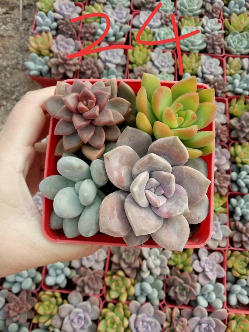 组合两盆四颗种的带蘑菇