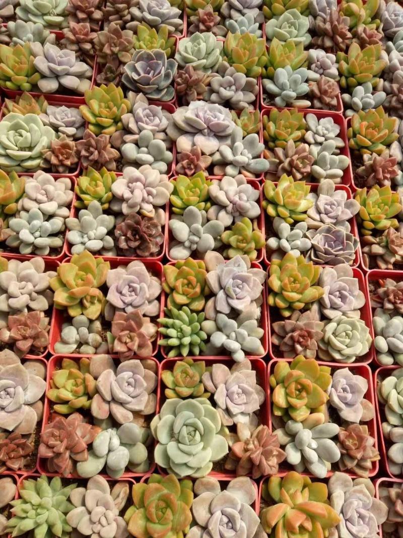组合两盆四颗种的带蘑菇