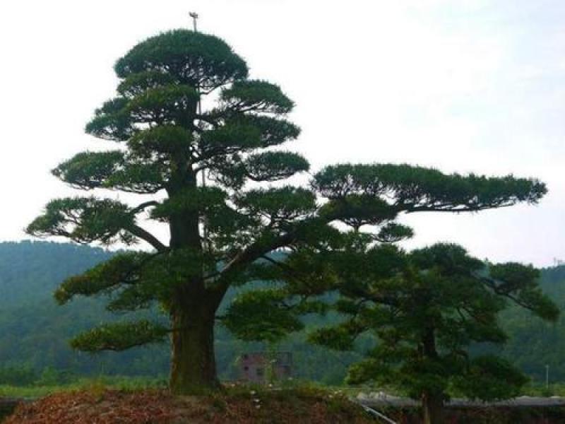 黑松10公分12公分13公分15公分18公分20公分