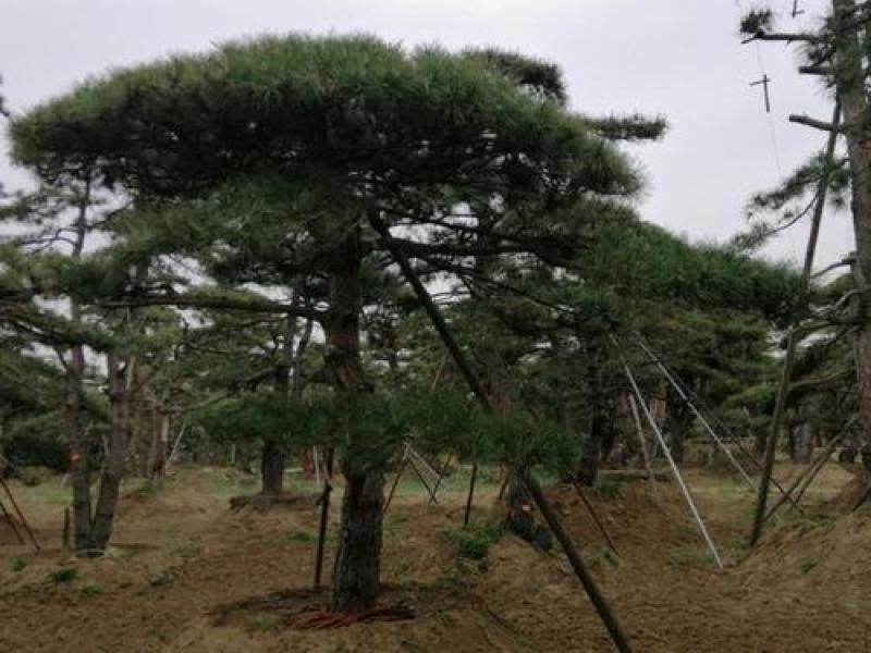黑松10公分12公分13公分15公分18公分20公分