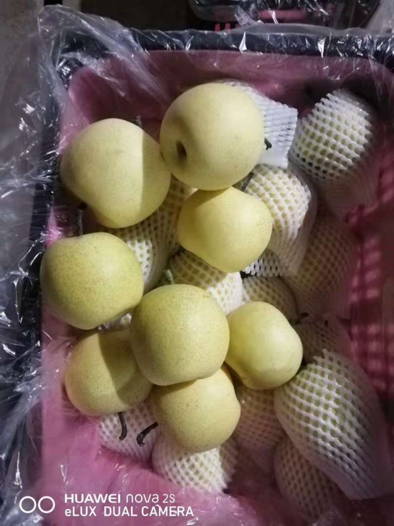 【精品】河北赵县红香酥梨基地货源品质保证脆甜多汁