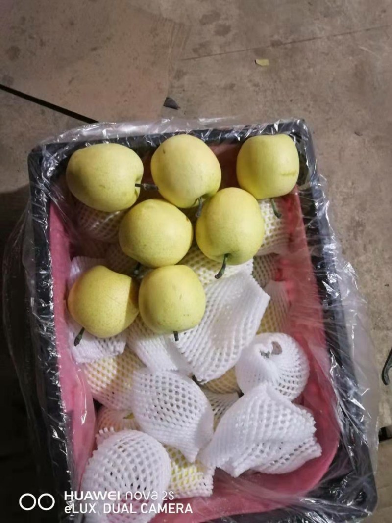【精品】河北赵县红香酥梨基地货源品质保证脆甜多汁