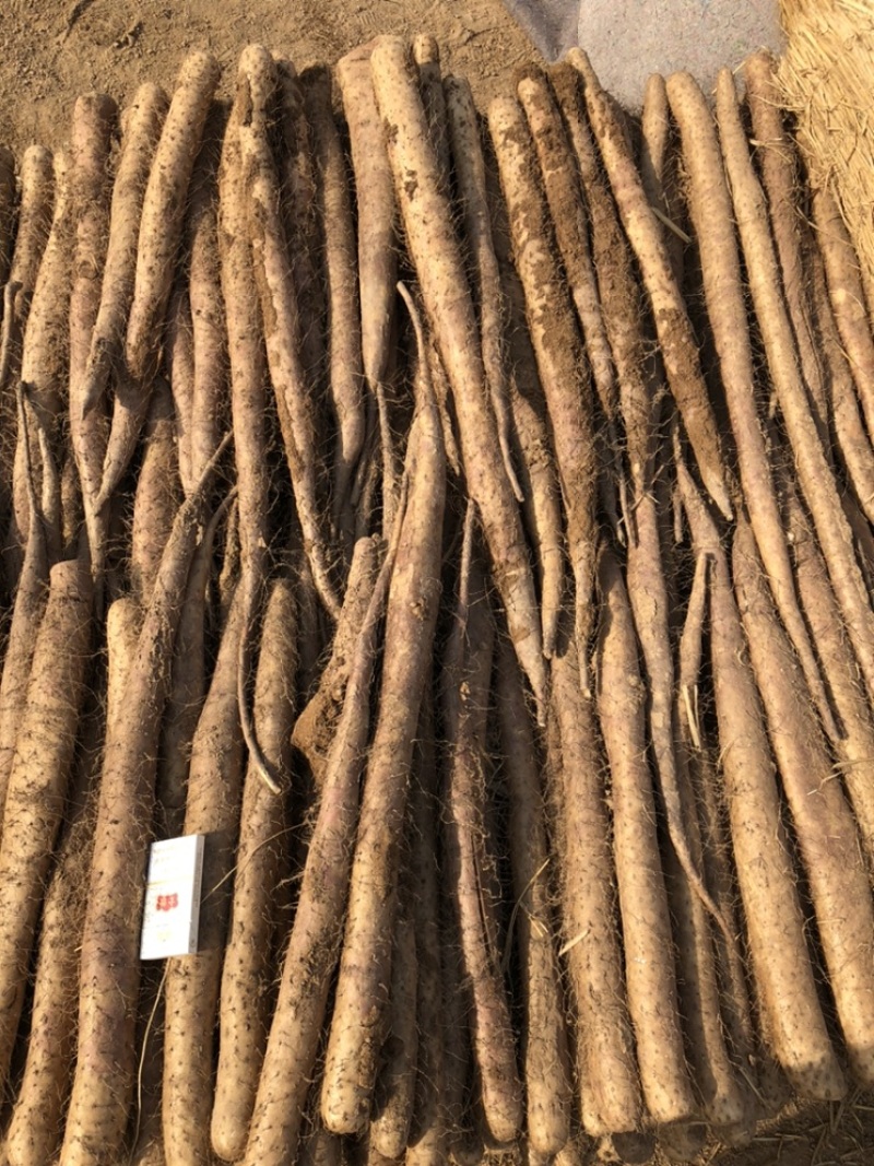 【牛商推荐】批发山药，白玉山药，产地直发一手货源