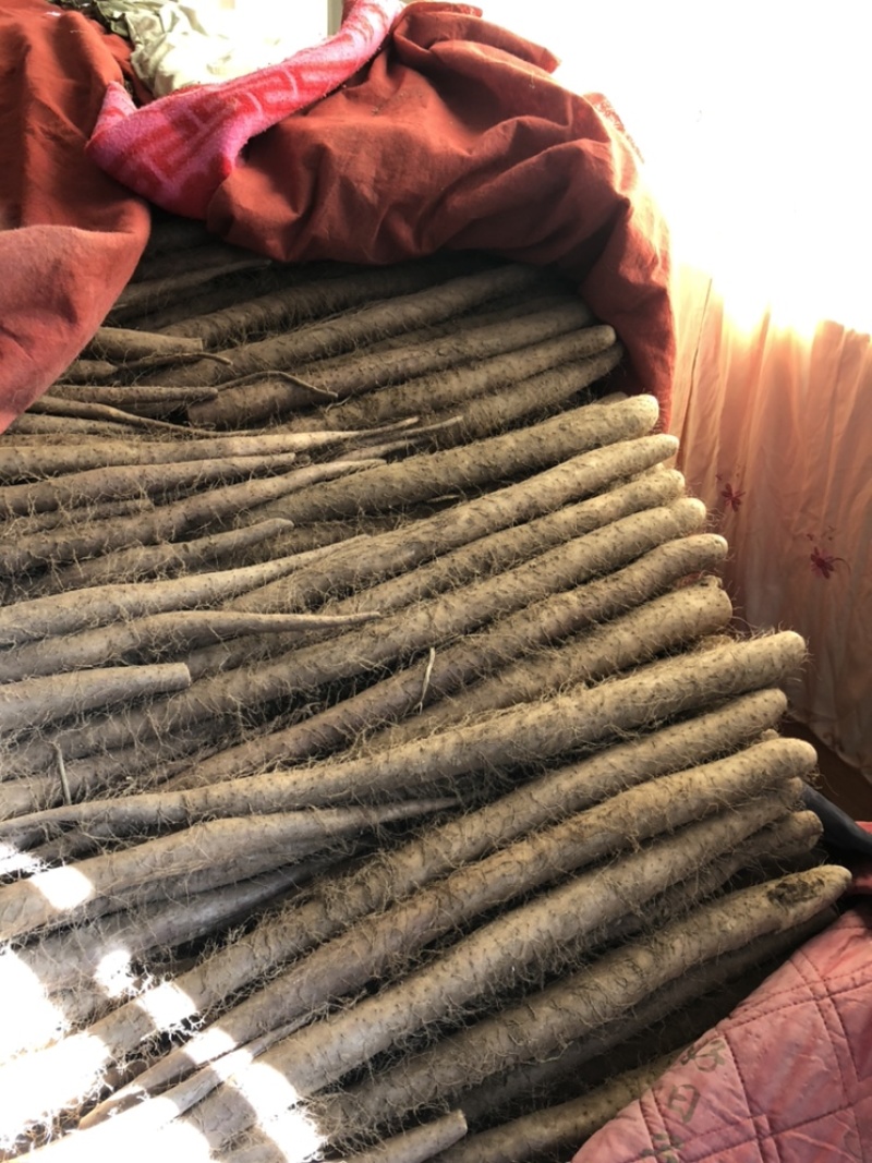 【牛商推荐】批发山药，白玉山药，产地直发一手货源