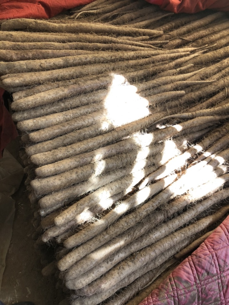 【牛商推荐】批发山药，白玉山药，产地直发一手货源