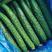 夏邑密刺黄瓜大量上市，产地直供，对接全国市场，欢迎咨询