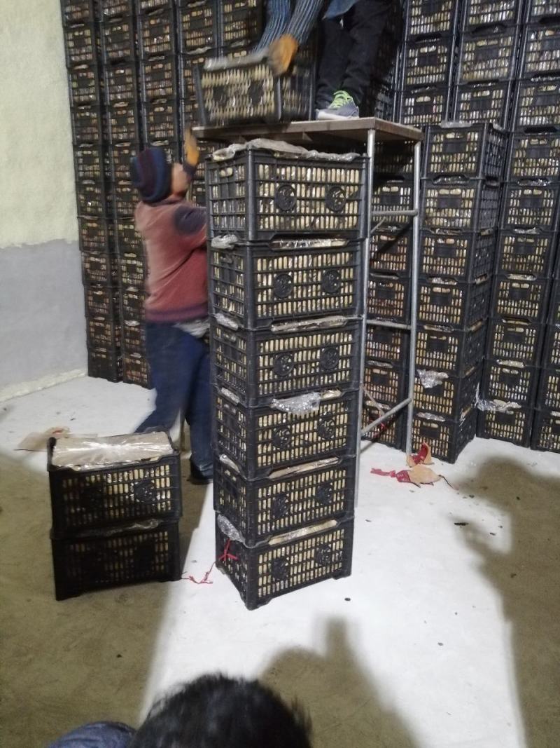 黄元帅大量出库，质量好，价格超便宜，需要的联系