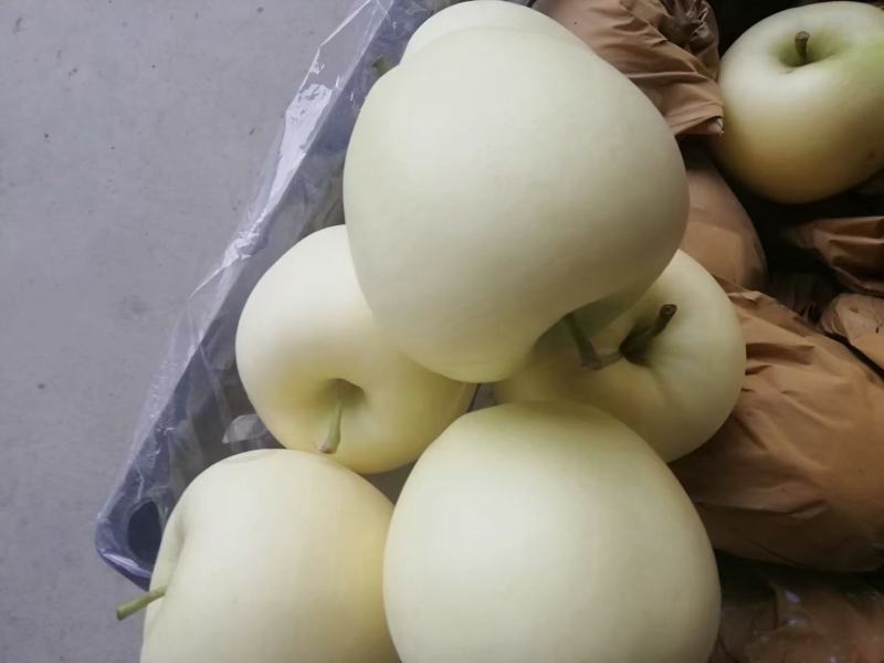 黄元帅大量出库，质量好，价格超便宜，需要的联系