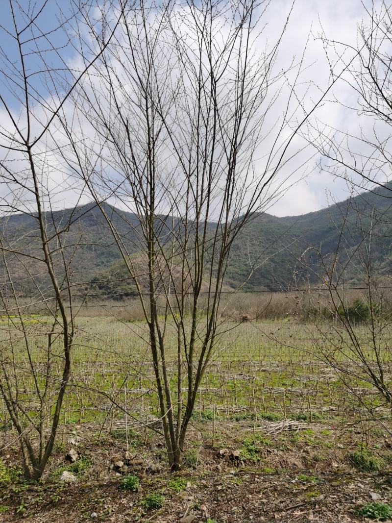 丛生朴树小丛生朴树高度4米冠幅3米丛生朴树小叶