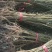 枫香小苗，枫香杯苗，地径0.5以上，高度50-80cm