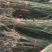 枫香小苗，枫香杯苗，地径0.5以上，高度50-80cm