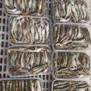 虾，天天码头上岸，个头肥美，适合社区团购，饭店，电商
