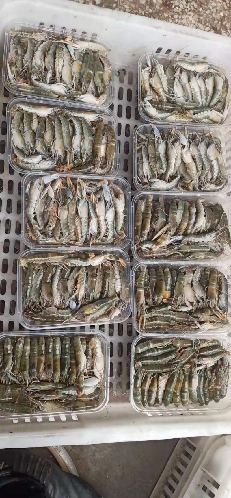 虾，天天码头上岸，个头肥美，适合社区团购，饭店，电商