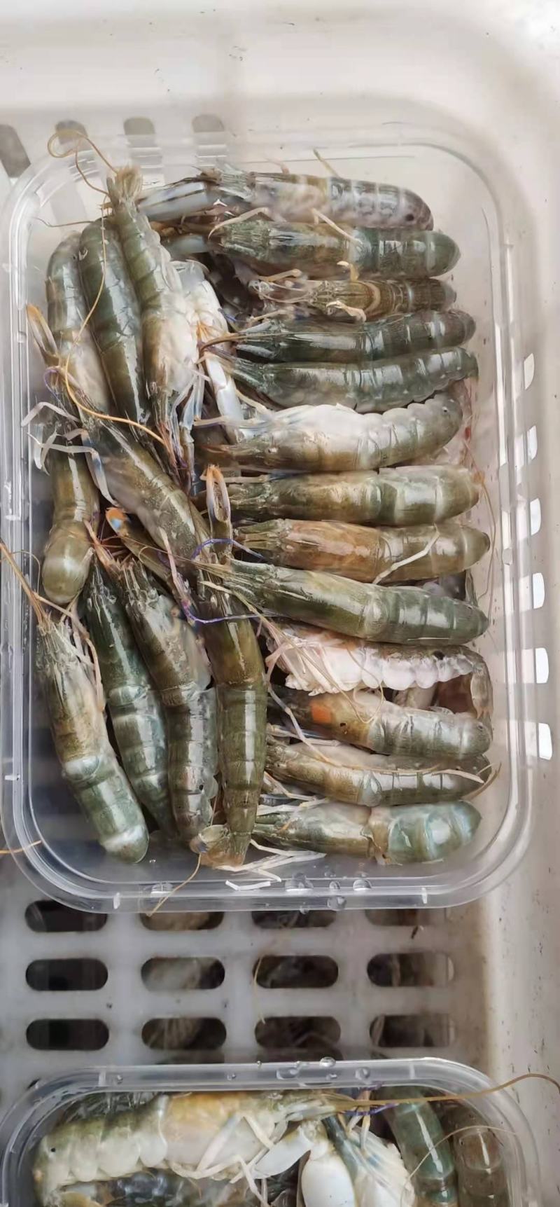 虾，天天码头上岸，个头肥美，适合社区团购，饭店，电商