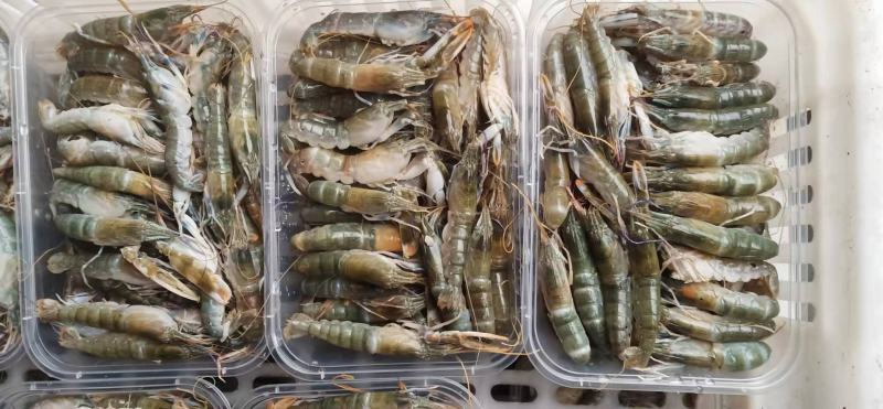 虾，天天码头上岸，个头肥美，适合社区团购，饭店，电商