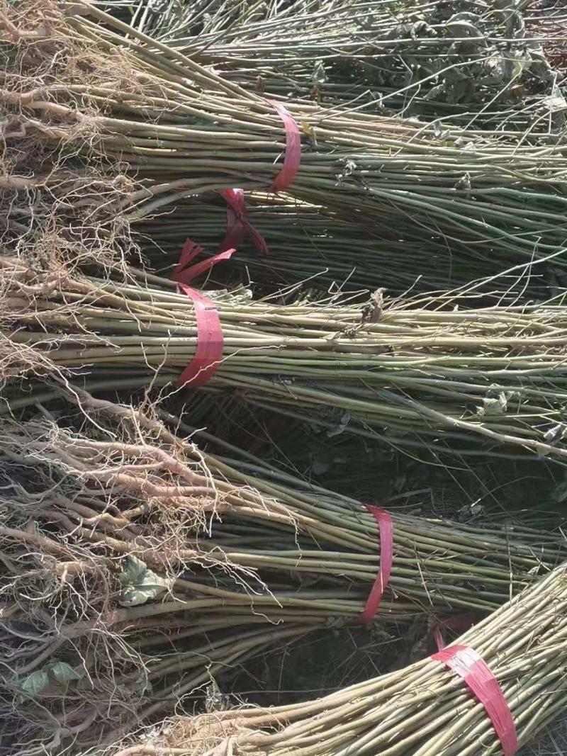 供应一年生枫香小苗，一年生枫香杯苗，自产自销，量大供应