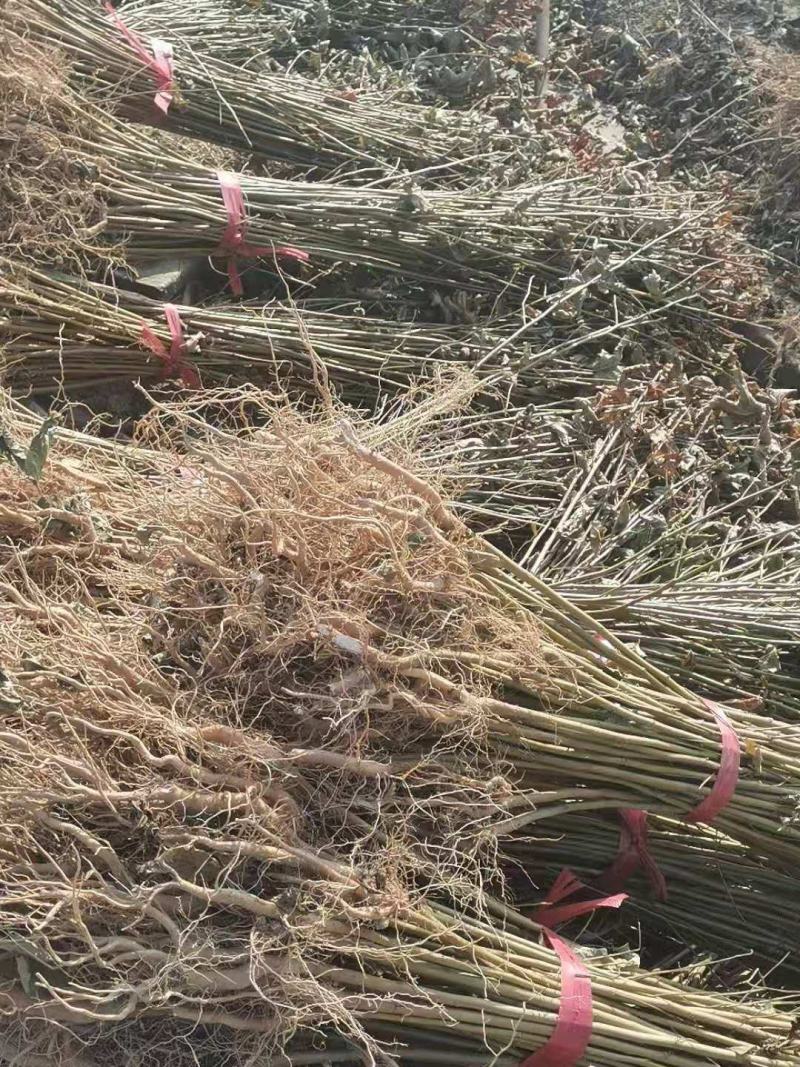 供应一年生枫香小苗，一年生枫香杯苗，自产自销，量大供应