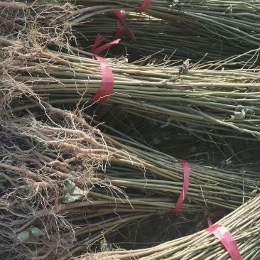 供应一年生枫香小苗，一年生枫香杯苗，自产自销，量大供应