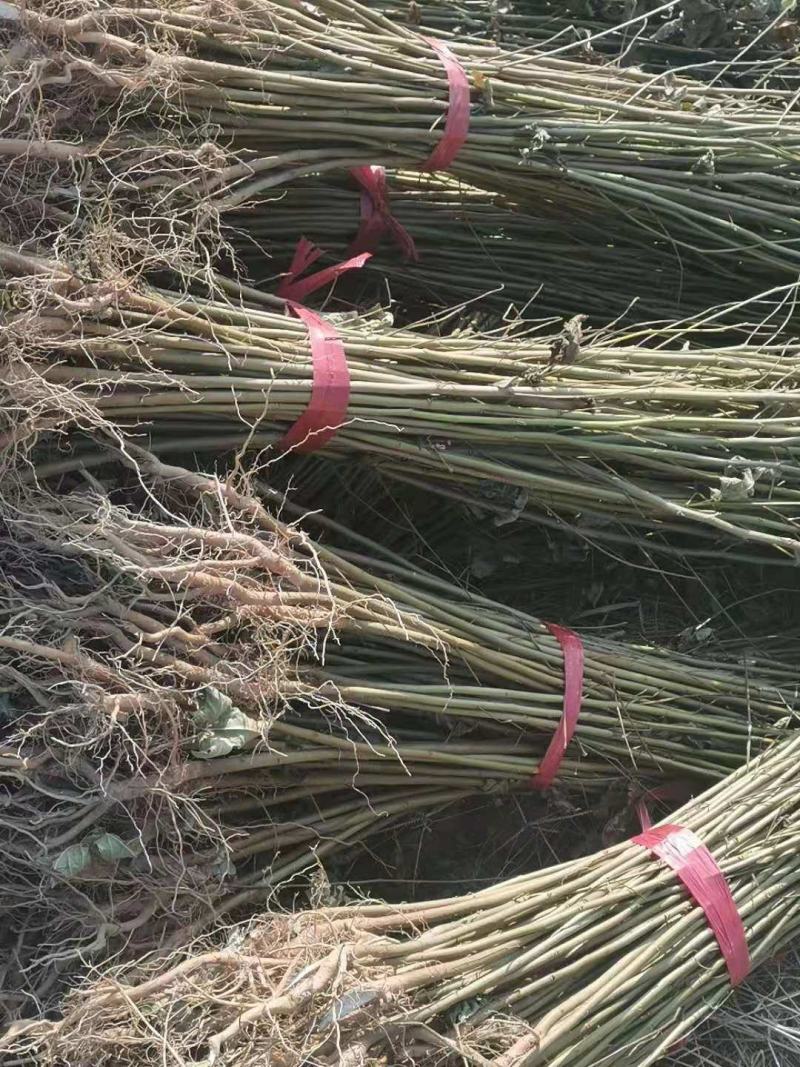 供应一年生枫香小苗，一年生枫香杯苗，自产自销，量大供应