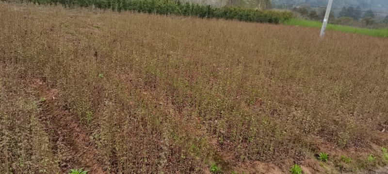 供应一年生枫香小苗，一年生枫香杯苗，自产自销，量大供应