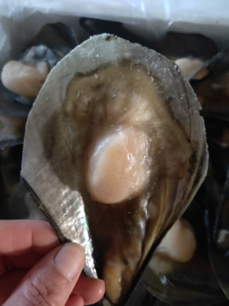 半壳绿贝，江瑶贝，半壳带子半壳扇贝柱