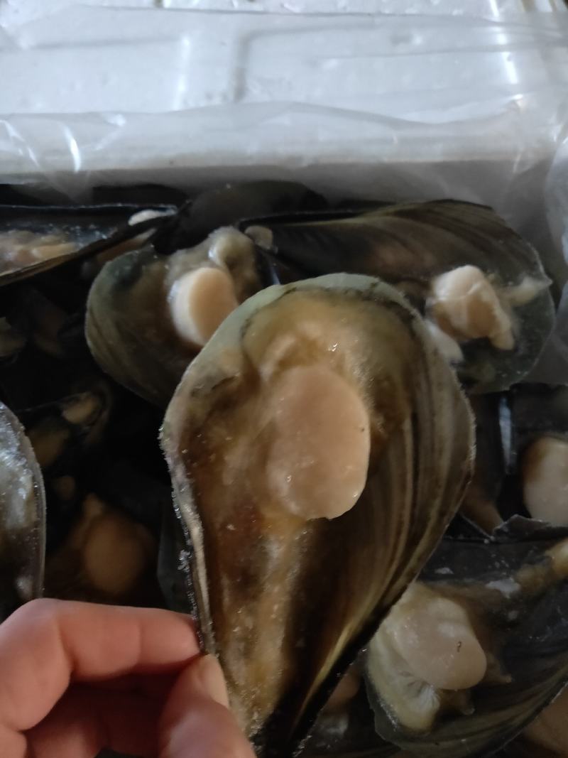 半壳绿贝，江瑶贝，半壳带子半壳扇贝柱