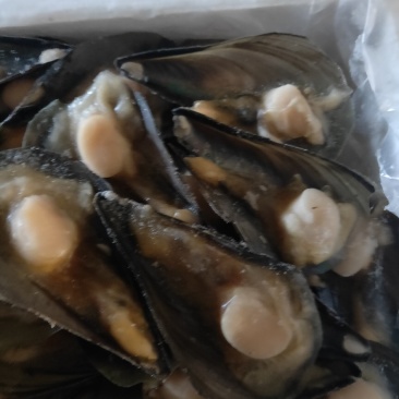 半壳绿贝，江瑶贝，半壳带子半壳扇贝柱