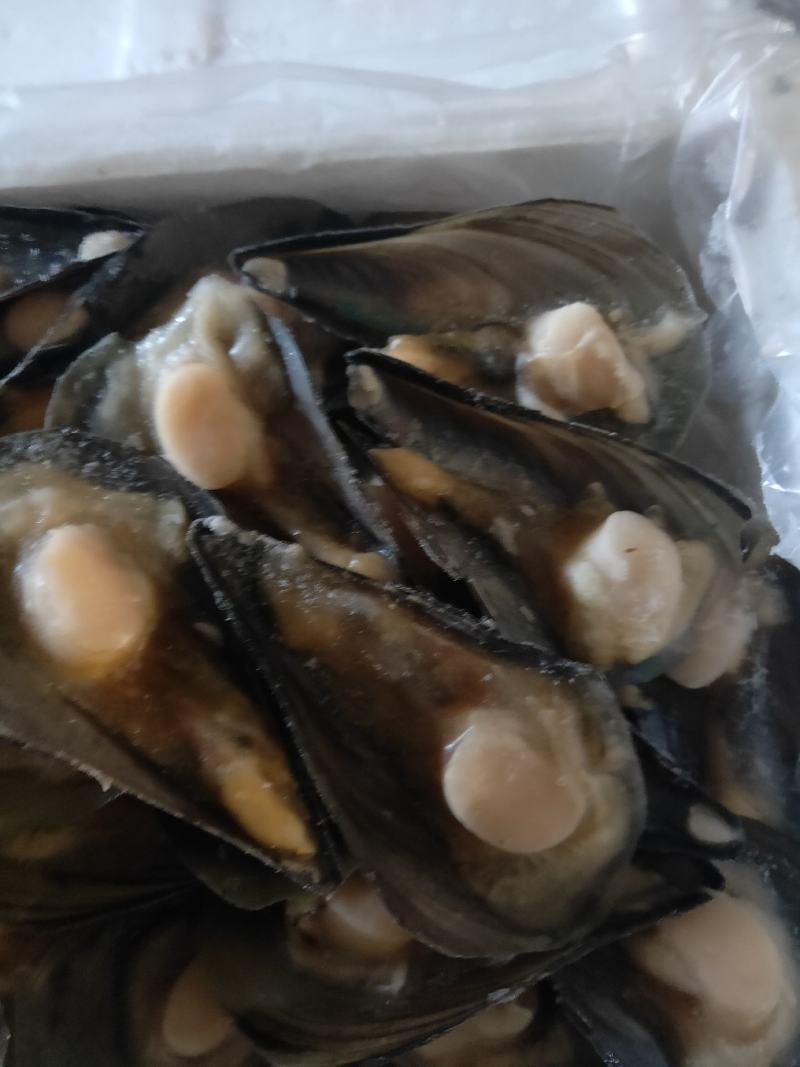 半壳绿贝，江瑶贝，半壳带子半壳扇贝柱