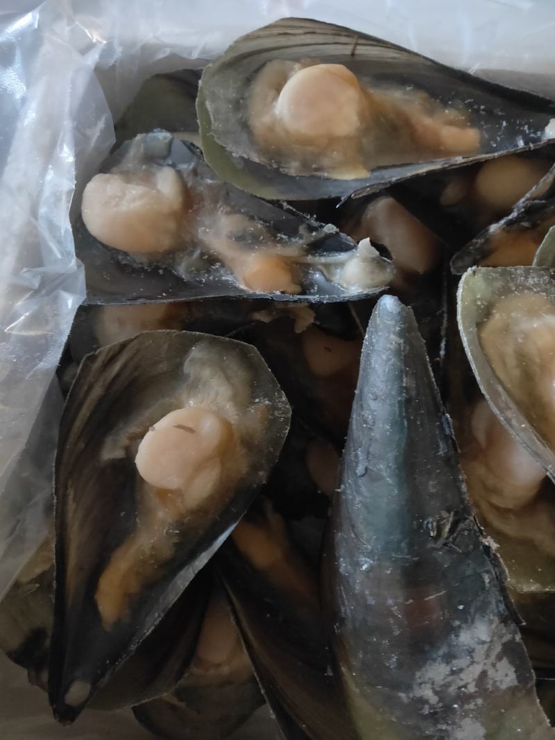 半壳绿贝，江瑶贝，半壳带子半壳扇贝柱