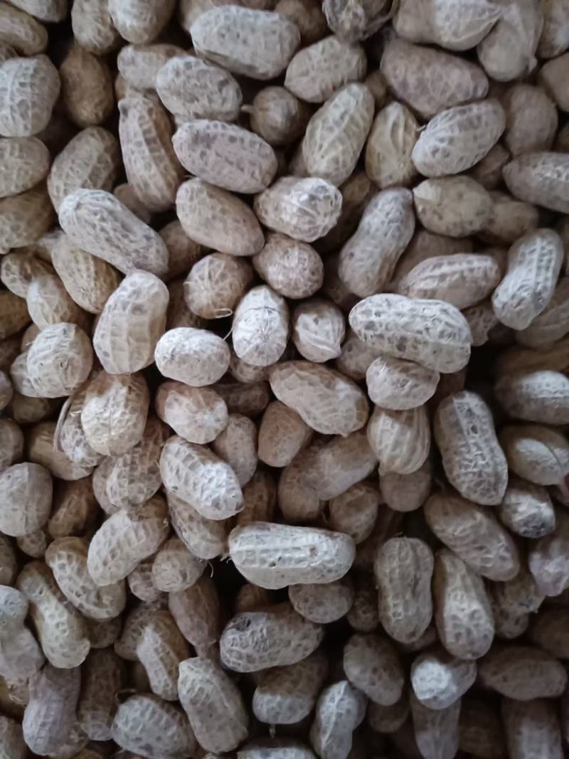 湖北襄阳花生白沙干花生罗汉花生果花生米精选花生产地直发