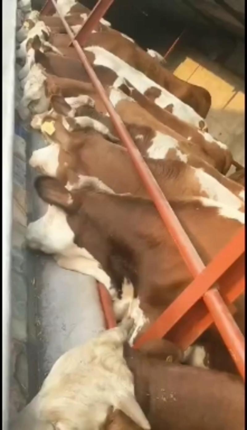 鲁西黄牛犊小黄牛改良黄牛犊100~200kg