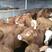 鲁西黄牛犊小黄牛改良黄牛犊100~200kg