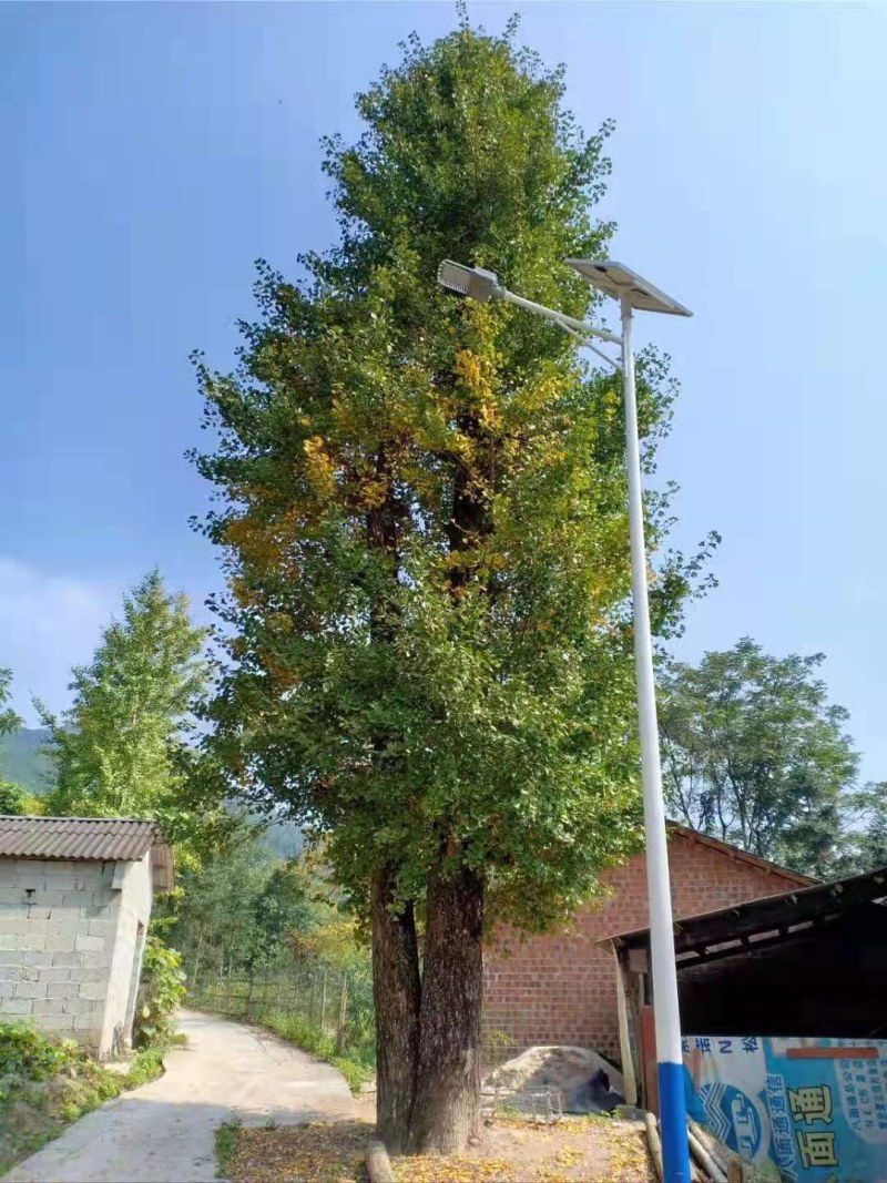 银杏树，银杏基地大量供应各规格工程苗以及苗圃精品！