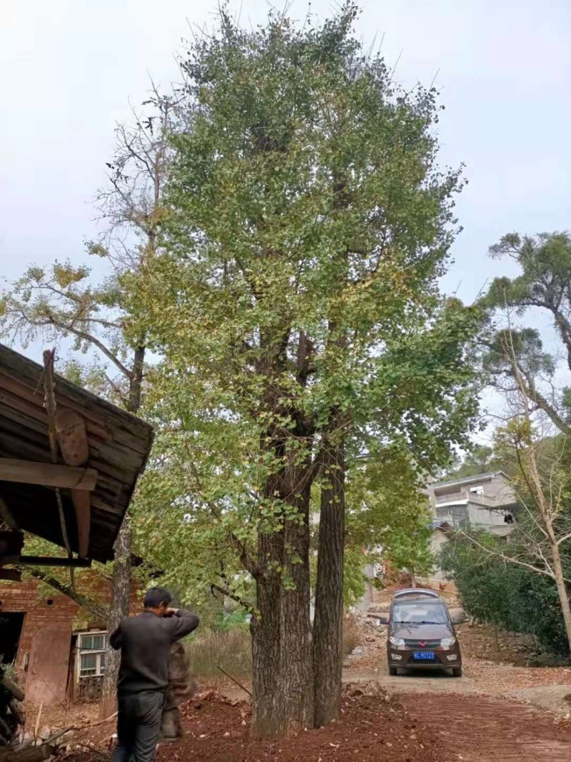 银杏树，银杏基地大量供应各规格工程苗以及苗圃精品！