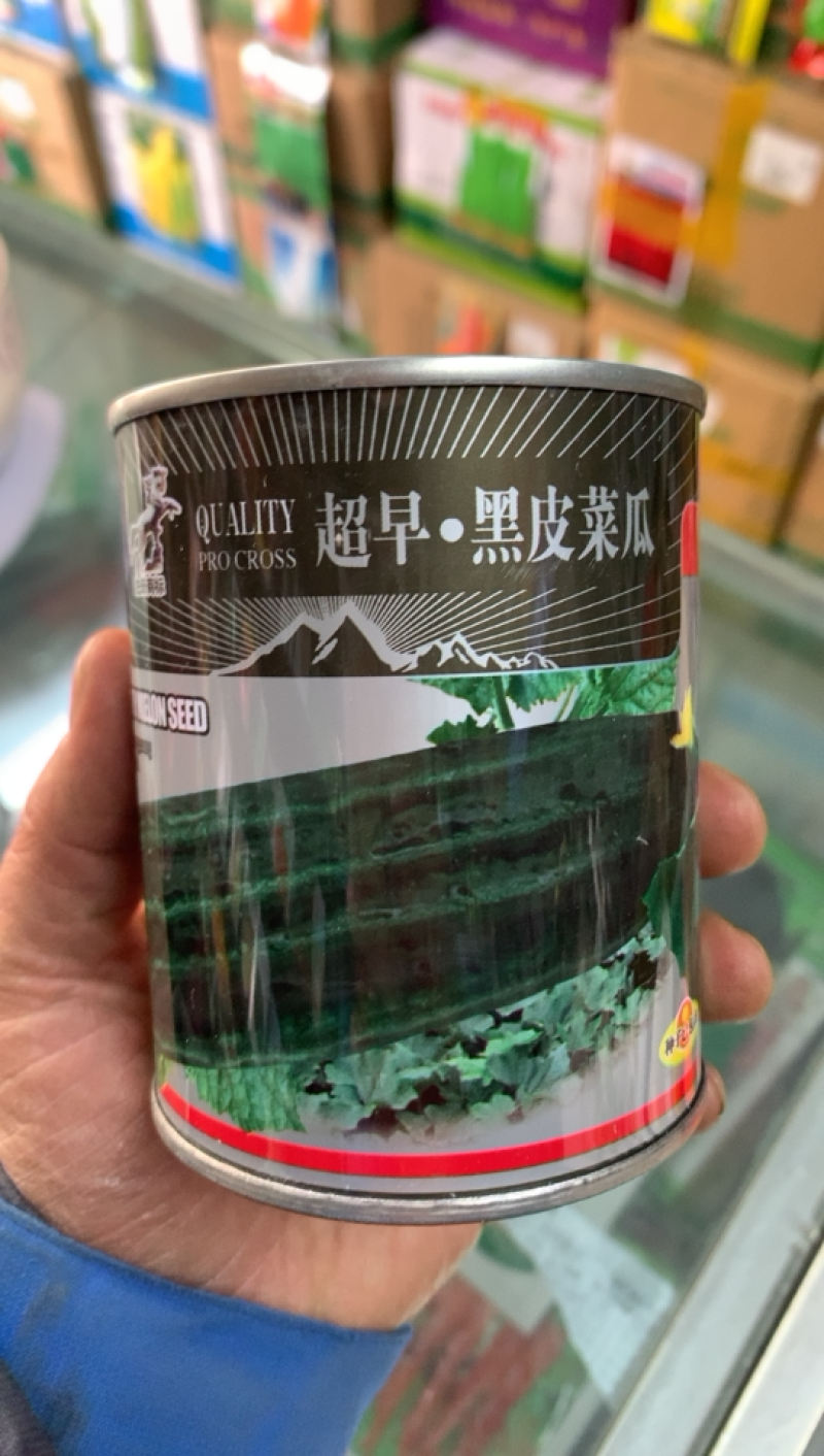 超早黑皮菜瓜种子风光牌杂交黑皮菜瓜种子