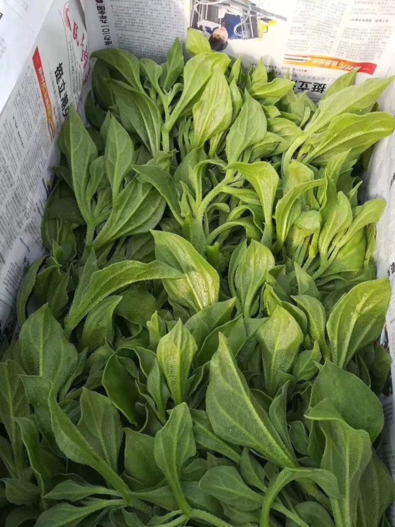 【新鲜好货】非洲冰草~冰菜大量上市支持全国发货，现货