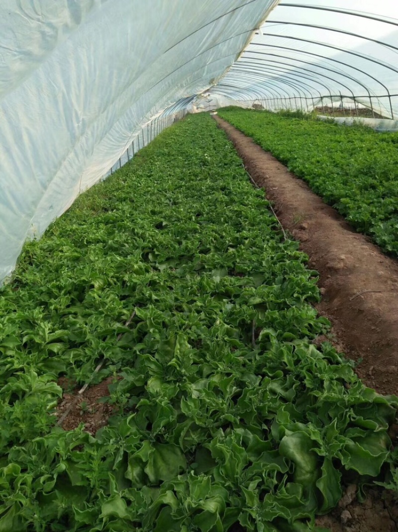 【新鲜好货】非洲冰草~冰菜大量上市支持全国发货，现货