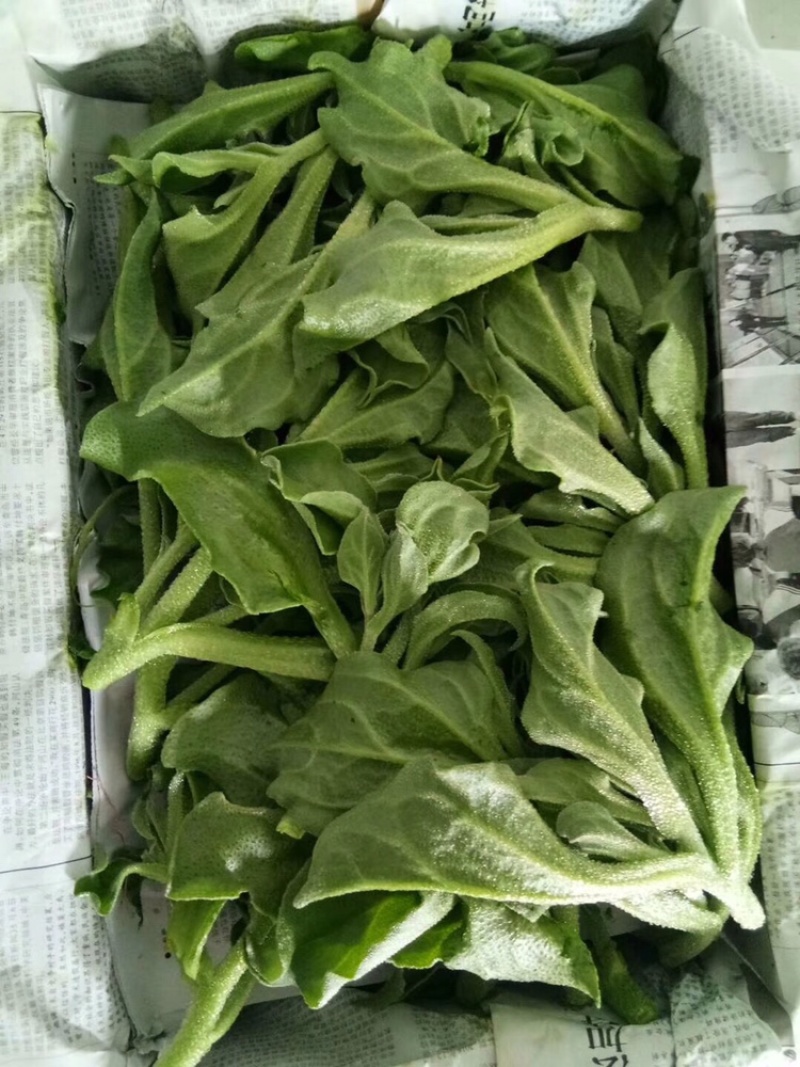 【新鲜好货】非洲冰草~冰菜大量上市支持全国发货，现货