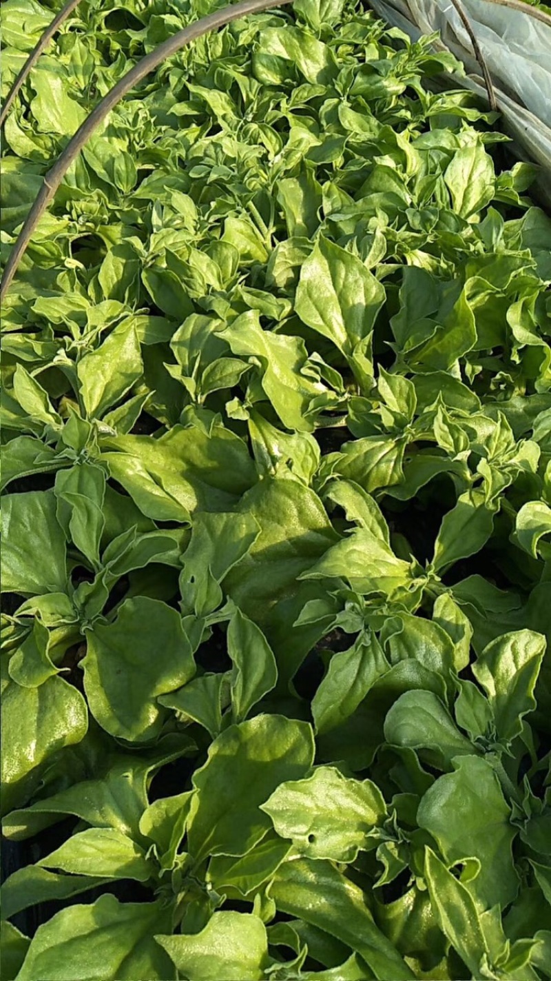 【新鲜好货】非洲冰草~冰菜大量上市支持全国发货，现货