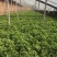 【新鲜好货】非洲冰草~冰菜大量上市支持全国发货，现货