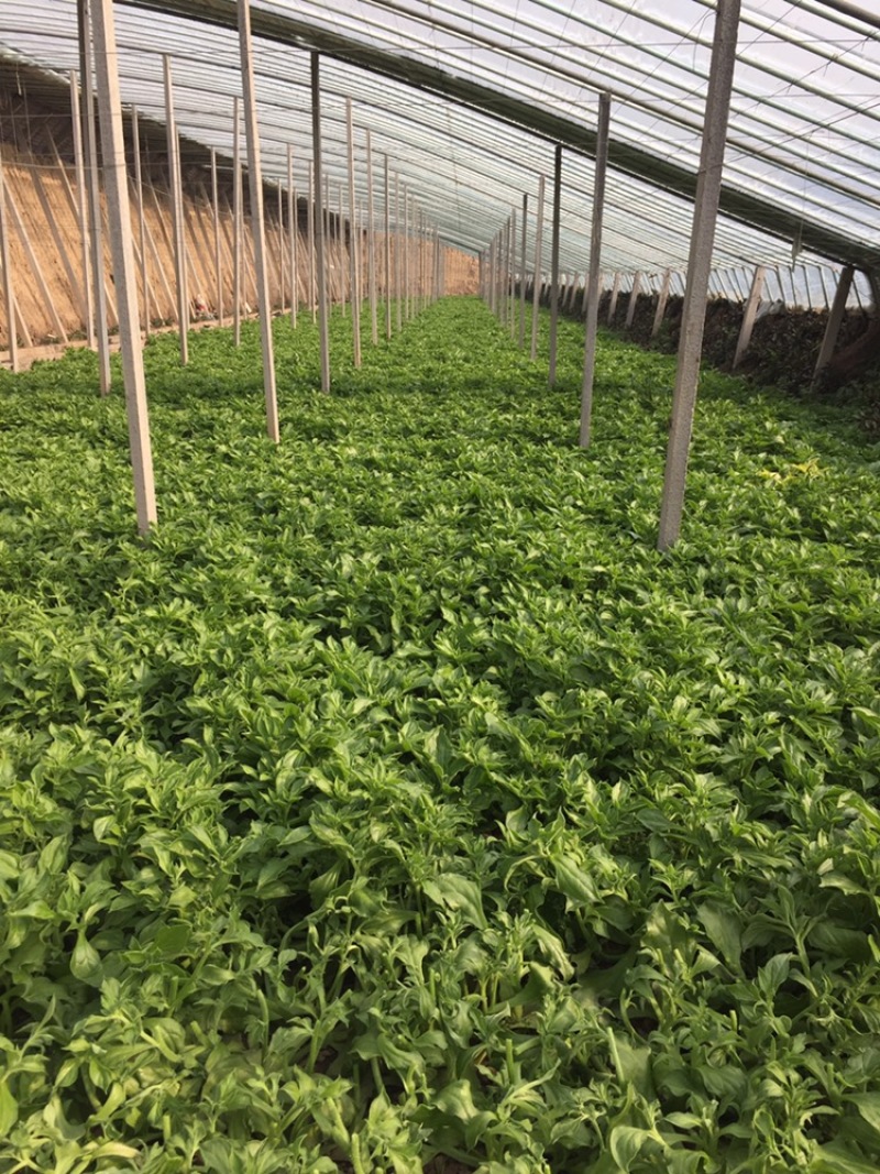 【新鲜好货】非洲冰草~冰菜大量上市支持全国发货，现货