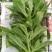 【新鲜好货】非洲冰草~冰菜大量上市支持全国发货，现货