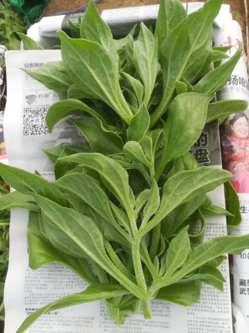 【新鲜好货】非洲冰草~冰菜大量上市支持全国发货，现货