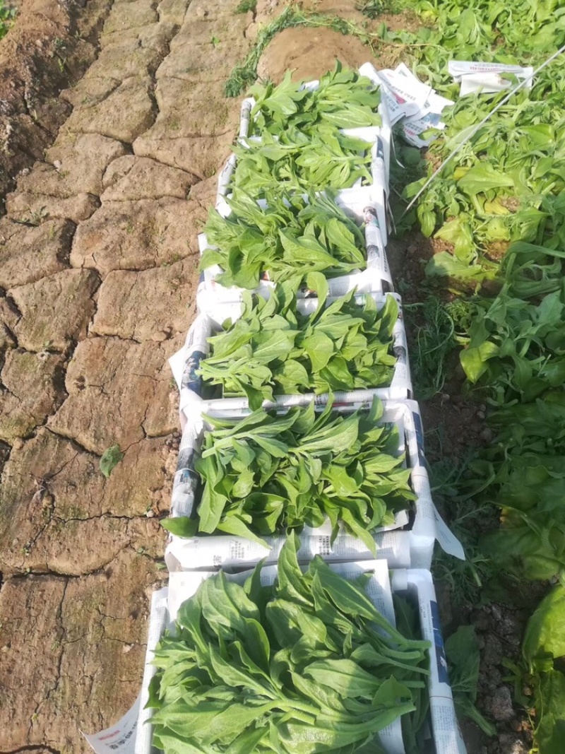 【新鲜好货】非洲冰草~冰菜大量上市支持全国发货，现货