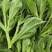 【新鲜好货】非洲冰草~冰菜大量上市支持全国发货，现货