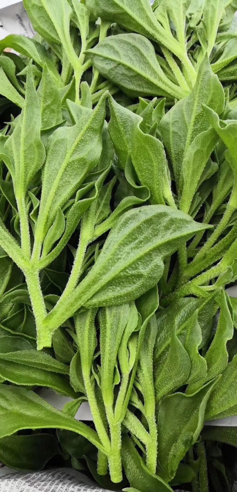 【新鲜好货】非洲冰草~冰菜大量上市支持全国发货，现货