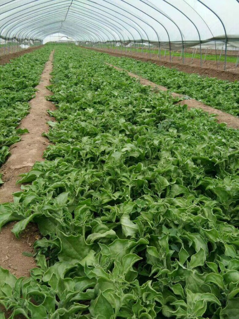 【新鲜好货】非洲冰草~冰菜大量上市支持全国发货，现货